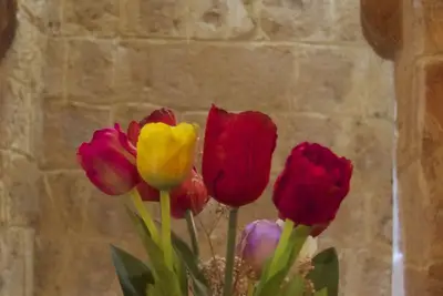 Image de Papparina Maison-Home Tulip