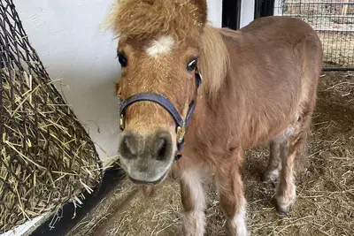 Image de Suite Amour Hobby Farm et Guest Cottage