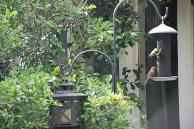 Image de Nouvelle Liste! Oiseaux, Papillons et Livres