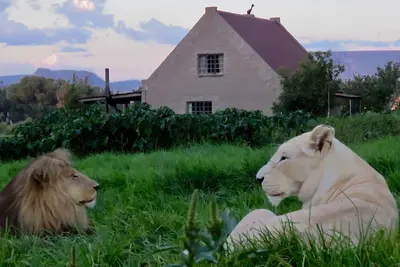 Lion House @ggconservation pour les amoureux du lion et de la nature