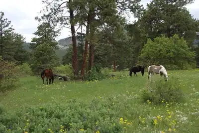 Image de Private paradise on Alpaca Farm. A Colorado dream close to Denver.