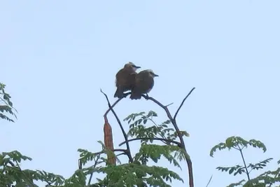 Image de Davao de Oro Country Home | Entièrement meublé | Famille d'accueil privée | Potager