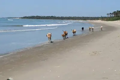 Image de Un paradis vierge du sud de la Gambie '' Gambian Roundhouse ''