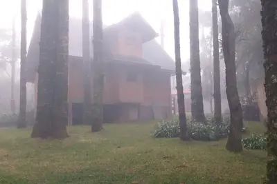 Image de Araucaria Forest