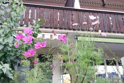 Image de Confortable appartement pour 8 personnes avec Tv, balcon, animaux admis et parking
