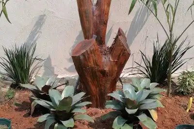 Image de Geribá Space 7 suites de luxe!