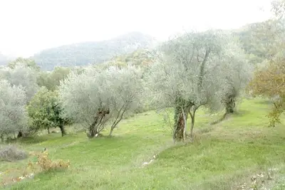Image de Gîte L'oliveraie n°1