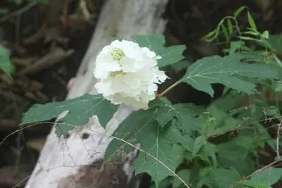 Image de Cadre parfait pour se reposer et se détendre loin de tout!