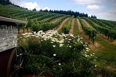 Image de Maison d'hĂ´tes Villa Ă Elhanan Vineyard