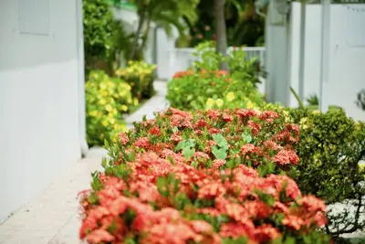 Gîte glamour Hibiscus tourterelle