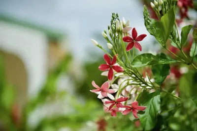Gite Glamour hibiscus zotolan