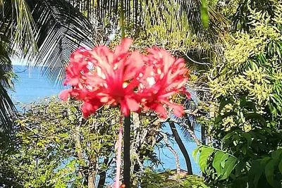 Image de Gite Tropical Vue Mer - Acces Direct Plage - 80 M