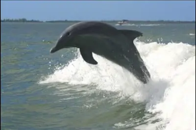 Image de Magnifique Condo De L'ÎLE Sanibel - Grand