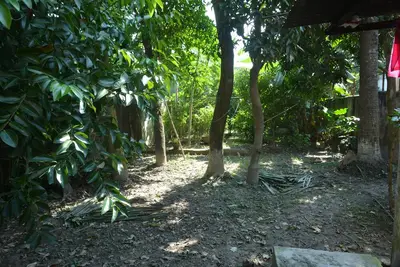 Image de Hibiscus Chandannagar