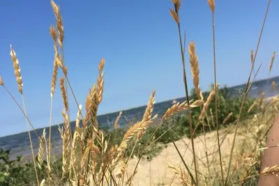 Image de North Sea coast, natural beach within walking distance, apartment on the dike!
