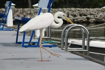 Image de Condo Floride Key Largo