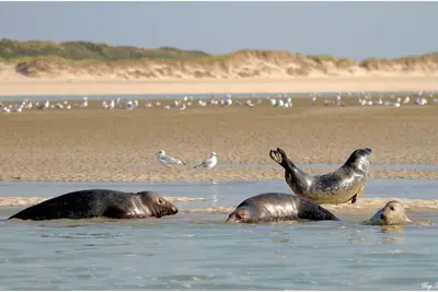 Image de Appartement Berck Plage pour 2 personnes