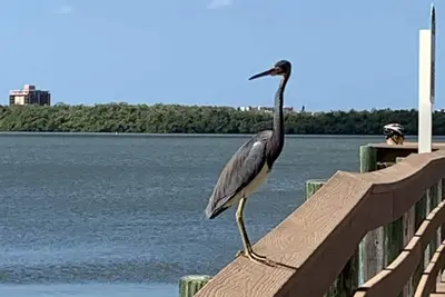 Image de Oakwood Lakes Condominium @ Bonita Bay