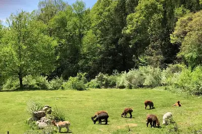 Image de Stay on an Alpaca Farm