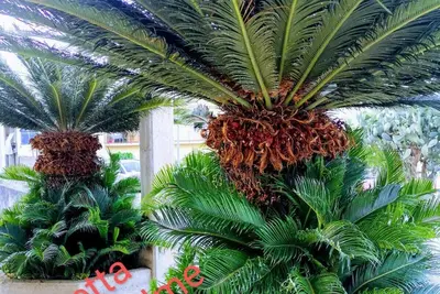 Image de Casetta Le Due Palme