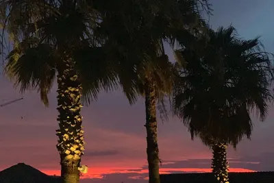 Image de Tropical Vibes