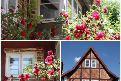 Image de Living in the middle of Lüneburg's most beautiful district
