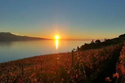 Image de Château dans les vignes