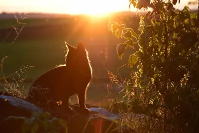 Image de Appartement \"Sonnenaufgang\" à la ferme avec vue sur la montagne, terrasse et jardin