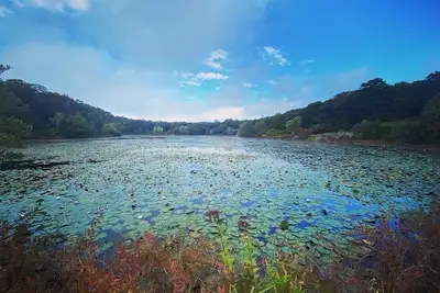 Secluded West Tisbury Retreat. Surrounded by Acres of Conservation Trails.
