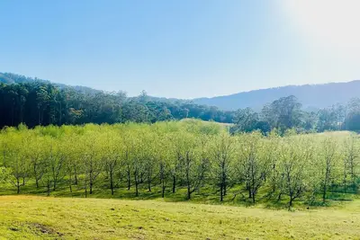 Image de Bellbowra Farmstay - Pet Friendly - Nambucca Valley