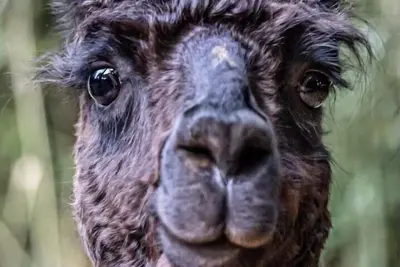 Image de Alpaca Bag n Stay Cottage