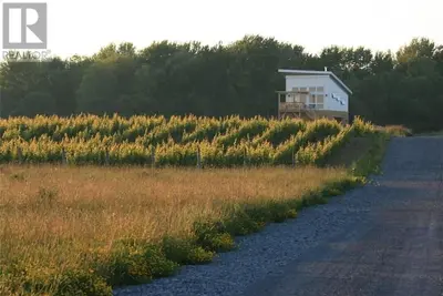 Image de Between the Vines