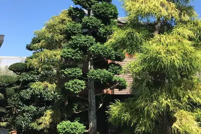 Image de Open house - Green Pine House / Kamagaya Chiba