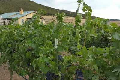 Image de Beautiful Wine Ranch Vineyard Setting