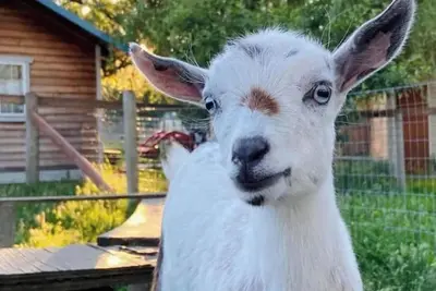 Image de The Nest•Left Foot Farm Goat Dairy•Mt Rainier