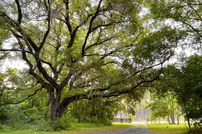 Image de Family Friendly 3\/2 Cottage Nestled Among the Oaks