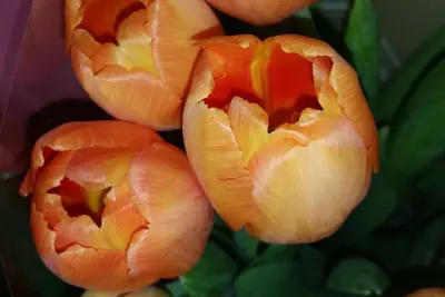 'Petit Jolly'