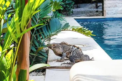 Image de Casa Redonda 1 minute walk from the beach! In the Center of Tamarindo!