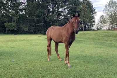 Image de Rv or horse trailer hookup with pasture for horses
