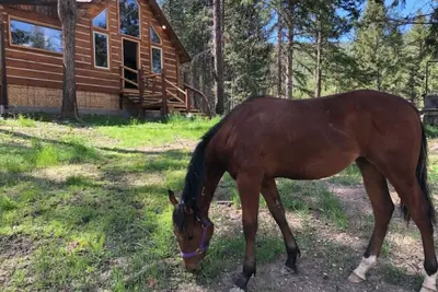 Image de Quarter Horse Hideout