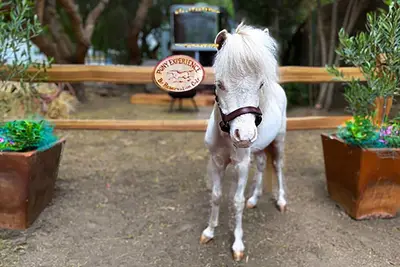 Image de The Pony Experience Farm Stay! 501c3