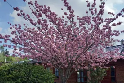 Image de Ferienwohnung Meeresrauschen