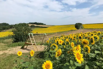 Image de Ancien corps de ferme au milieu des tournesols