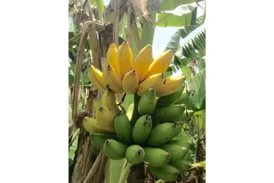 Image de Organic Farm with Majestic Sea & Mountain View Unit 4