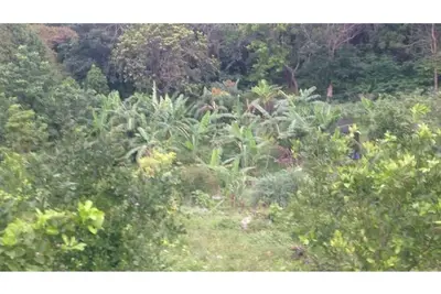 Image de Organic Farm with Majestic Sea & Mountain View Wing 2 (2 Bedrooms, 2 Bathrooms)