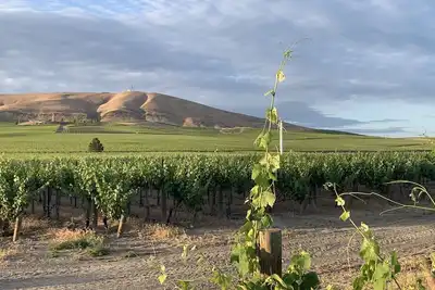 Image de Amidst the vines @ Ambassador House
