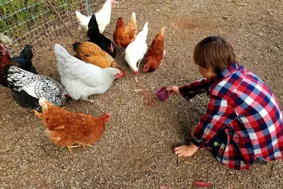 Image de Fig Tree Farm Stay - Interactive Farm Stay Near Brisbane