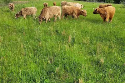 Image de Cabin on a working ranch with Highland cattle in Hocking Hills