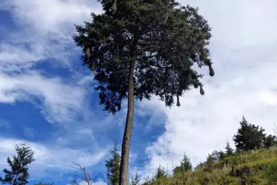 Image de Delightful 4 bedroom farm in Palmitas Antioquia