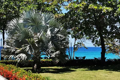 Image de Breathtaking Beachfront Ocean View Deluxe Condo. Free weekly maid service.